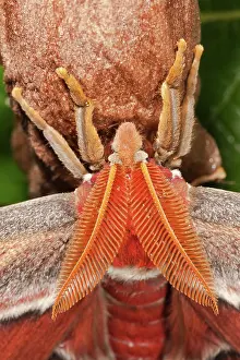 Feathery: Atlas Moth