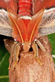 Feathery: Atlas Moth