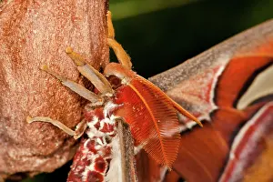 Feathery: Atlas Moth