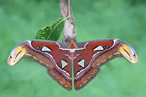 Saturniid: Atlas Moth