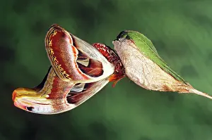 Pterygota: Atlas Moth