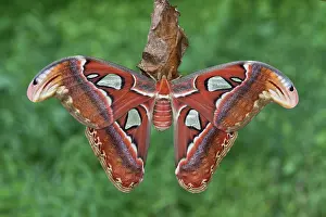 Saturniid: Atlas Moth