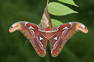 Feathery: Atlas Moth