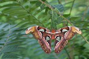 Feathery: Atlas Moth