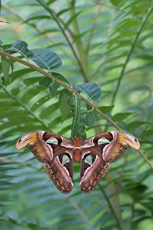 Feathery: Atlas Moth