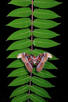 Saturniid: Atlas Moth