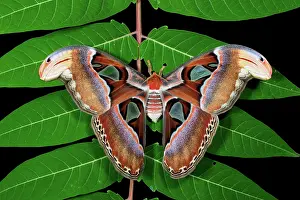 Saturniid: Atlas Moth