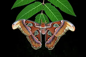 Saturniid: Atlas Moth