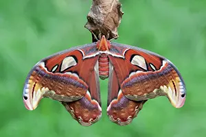 Saturniid: Atlas Moth