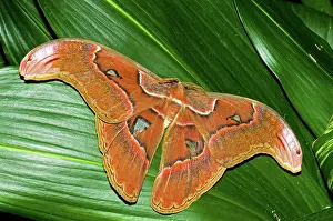 Saturniid: Atlas Moth