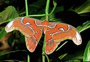 Saturniid: Atlas Moth