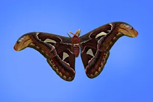 Attacus: Atlas Moth - adult male