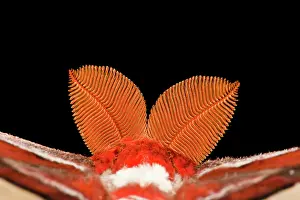 Feathery: Atlas Moth Antennae