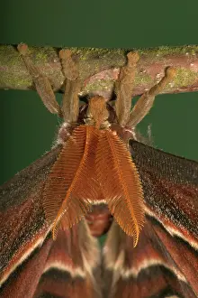 Antennas: Atlas Moth - Antennas of the male