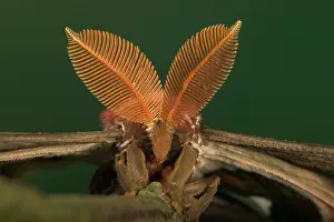 Antennas: Atlas Moth - Antennas of the male