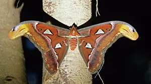 Attacus: Atlas Moth (Attaca atlas)