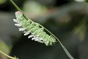 Attacus: Atlas Moth - caterpillar