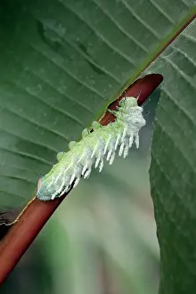 Attacus: Atlas Moth - caterpillar