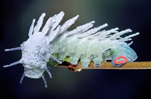 Attacus: Atlas Moth Caterpillar