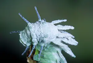 Attacus: Atlas Moth Caterpillar