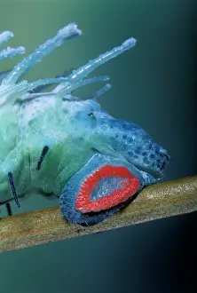 Attacus: Atlas Moth Caterpillar