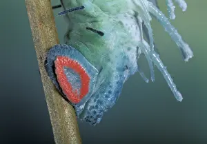 Prolegs: Atlas Moth - detail of the caterpillar - prolegs