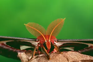 Attacus: ATLAS MOTH - close up of antennae or comb of male
