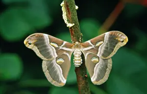 Attacus: Atlas MOTH - with eggs