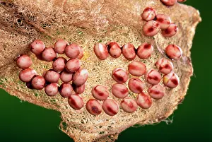 Attacus: Atlas Moth Eggs