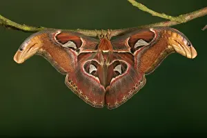 Attacus: Atlas Moth - Male