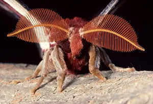 Attacus: Atlas Moth - male