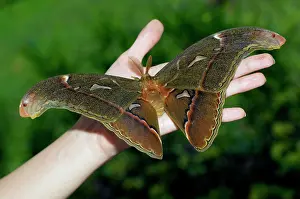 Feathery: Atlas Moth - male (has feathery antennae used for