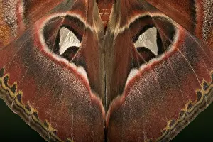 Attacus: Atlas Moth - Detail of the wings