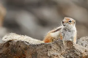 Canaries: Atlas squirrel or North African bristle squirrel (Atlantoxerus getulus)