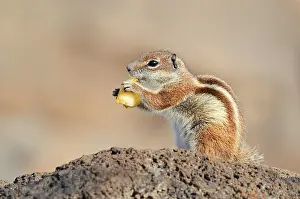 Eats: Atlas squirrel or North African bristle squirrel (Atlantoxerus getulus) sits feeding on a rock