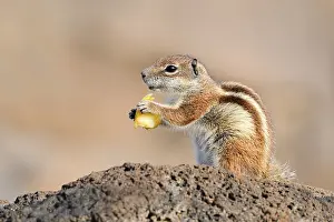 Eats: Atlas squirrel or North African bristle squirrel (Atlantoxerus getulus) sits feeding on a rock