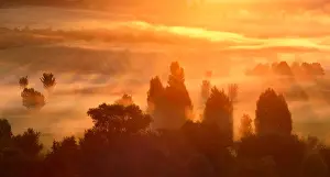 210519: Atmospheric field landscape with trees at sunrise