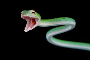 Colubrinae: An attacking oriental vine snake (Ahaetulla nauseate)