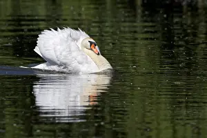 Attack: Attacking swan