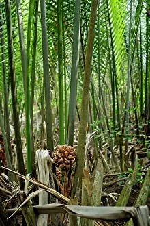 Fruticans: Attap / Nipah Palm - palm fruit - Pulau ubin