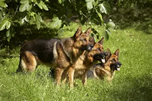 Wolfdogs: Attentive German Shepherds in the grass