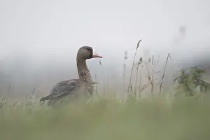 Tall: Attentive... White-fronted goose (Anser albifrons)