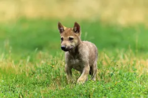 Wolf: An attentive wolf pup standing on green grass