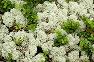 Cladonia: An attractive arctic lichen, with cowberry leaves