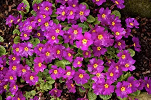 Attractive: An attractive winter and spring-flowering garden primula