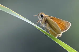 Weird: Atypical butterfly... Essex skipper (Thymelicus lineola)