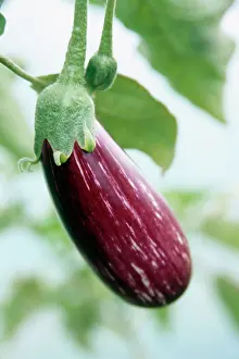 Aubergine: Aubergine