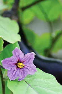 Aubergine: Aubergine