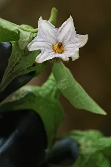 Aubergine: Aubergine