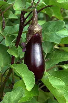 Aubergine: Aubergine / Eggplant / Brinjal - As part of garden